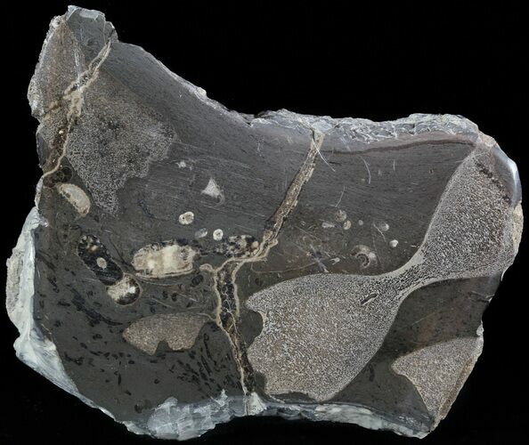 Jurassic Marine Reptile Bone In Cross-Section - Whitby, England #49164